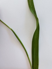 Thelymitra longifolia