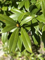 Machilus