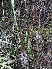 Thelymitra longifolia