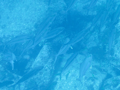 Seriola lalandi