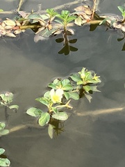 Ludwigia taiwanensis
