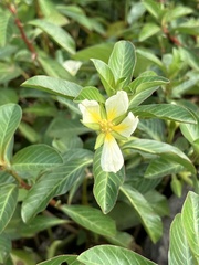 Ludwigia taiwanensis