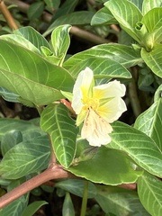 Ludwigia taiwanensis