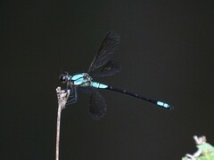 Diphlebia euphoeoides