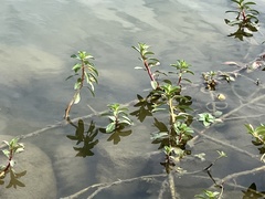 Ludwigia taiwanensis