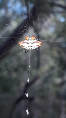 Gasteracantha