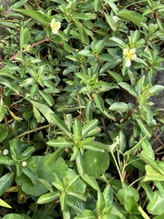 Ludwigia taiwanensis