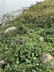 Ludwigia taiwanensis