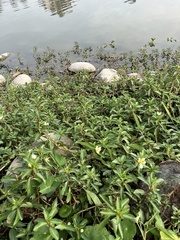 Ludwigia taiwanensis