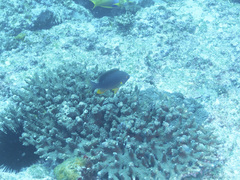 Plectroglyphidodon gascoynei