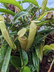 Nepenthes