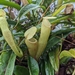Nepenthes rosea - Photo (c) ramblinchapin, μερικά δικαιώματα διατηρούνται (CC BY-NC), uploaded by ramblinchapin
