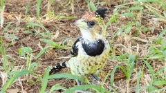 Trachyphonus vaillantii