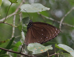 Euploea eunice hobsoni