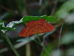 Eumelea rosalia