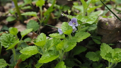 Veronica montana