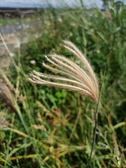 Chloris