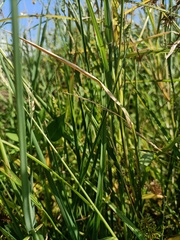 Chloris