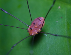 Pseudogagrella splendens