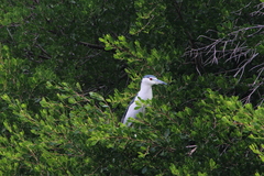 Nycticorax nycticorax nycticorax