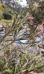 Melaleuca paludicola