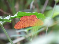 Eumelea rosalia