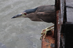 Nycticorax nycticorax nycticorax