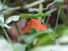 Eumelea rosalia