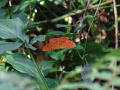 Eumelea rosalia