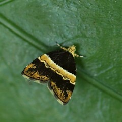 Choreutis basalis