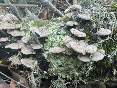 Schizophyllum