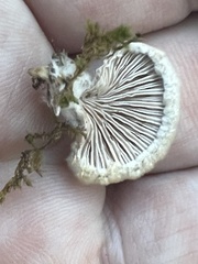 Schizophyllum