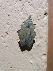 Rhinobombyx cuneata