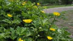 Ranunculus repens