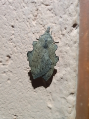 Rhinobombyx cuneata