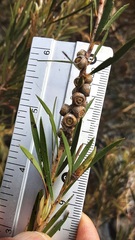 Melaleuca paludicola