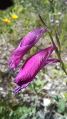 Gladiolus palustris