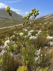 Thesium euphorbioides