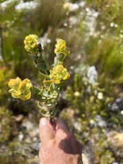 Thesium euphorbioides