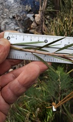 Melaleuca paludicola