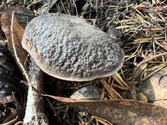 Xerocomellus zelleri