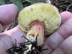 Xerocomellus zelleri