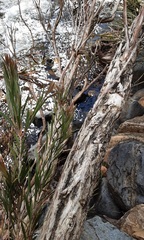 Melaleuca paludicola