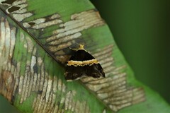 Choreutis basalis