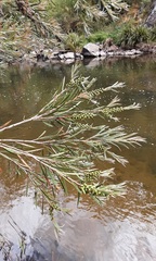 Melaleuca paludicola
