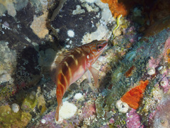 Hypoplectrodes maccullochi