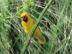 Ploceus castanops