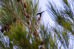 Phylidonyris niger