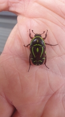 Eupoecila australasiae