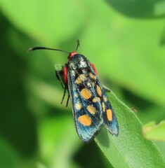 Arniocera auriguttata